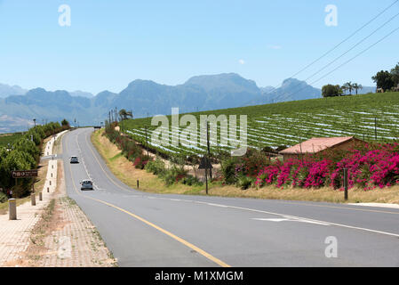 Reben, Weinbergen und Bougonvillia gesäumten Straße in Paarl Western Cape Südafrika Stockfoto