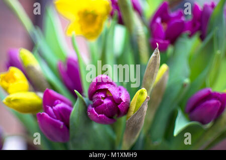 Helle Frühling Blumen, Tulpen und Narzissen in der Blüte und Knospe Stockfoto