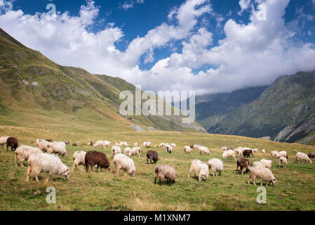 Herde Schafe weiden in der Nähe Pourtalet Pass, Ossau Tal in den Pyrenäen, Frankreich Stockfoto