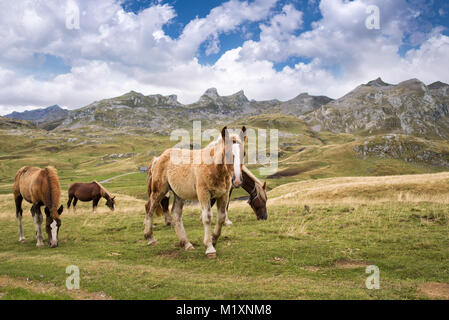 Herde von Pferden weiden in der Nähe Pourtalet Pass, Ossau Tal in den Pyrenäen, Frankreich Stockfoto