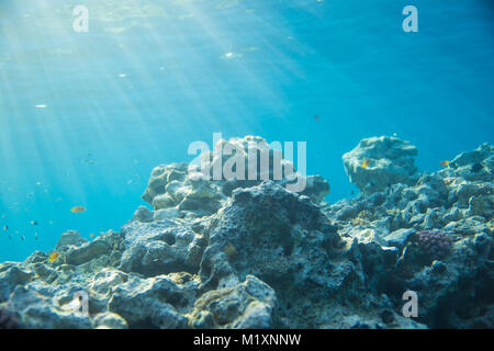 Meer, Korallen und Fische. Coral unter Wasser. Die Strahlen der Sonne auf der Coral Stockfoto