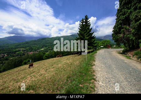 Wandern auf Schotterwegen, auf der Oberseite des Burcina Park Hill in Biella, Italien, beobachten die Kühe weiden Stockfoto