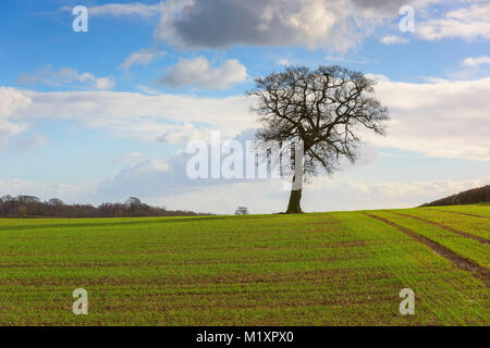 Ein einsamer Baum, der auf einem Hügel in Staffordshire England steht Stockfoto