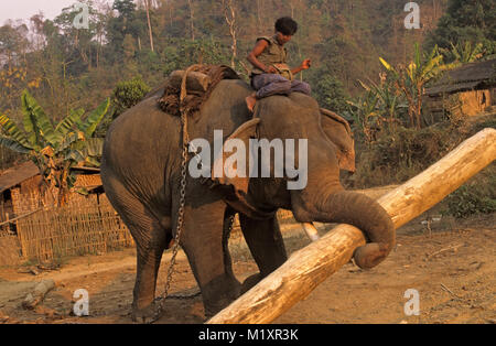 Myanmar (Birma). Bago (Pegu) Yoma Berge. Elefanten, die Lager und das Dorf für den Transport von Baumstämmen. Stockfoto