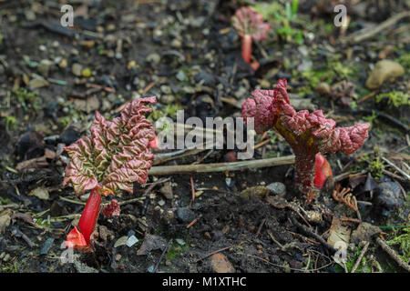 In einem Garten im Hinterhof im Februar, intensiv roten Blüten und Stängel Rhabarber Push up, mit großem, zerknitterte Blätter, Rot sind, wenn sie zuerst entwickeln. Stockfoto