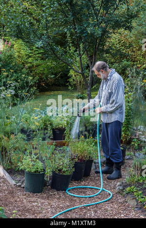 Ein Mann in legerer Kleidung verwendet einen Schlauch und eine Düse, um Pflanzen in Containern und Hochbetten in einem schattigen Garten im Sommer selektiv zu gießen. Stockfoto