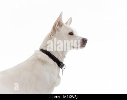 Weißer Hund auf weißem Hintergrund. Stockfoto
