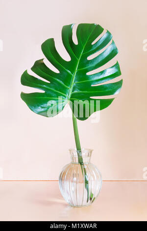 Einflügelig von Monstera in Vase auf rosa Hintergrund. Konzept und Minimalismus. Stockfoto