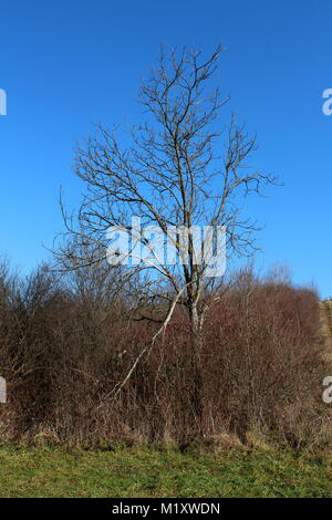 Hohe toter Baum komplett ohne Blätter und mit gebrochenen Ästen über getrocknete winter Vegetation und grünes Gras mit klaren blauen Himmel steigen in backgrou Stockfoto