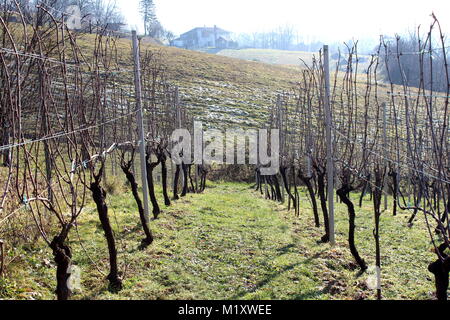 Weinberg Reihe schön schneiden Weinreben auf Draht gebunden zwischen starken Metall Stangen auf kalten nebligen Wintertag mit gefrorenen ungeschnittenem Gras zwischen und Haus in backgro Stockfoto