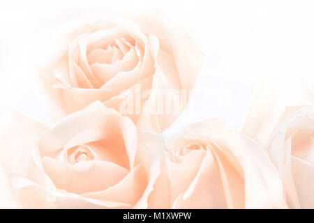 Weich ausgewachsenen zarte Rosen als neutraler Hintergrund. Selektive konzentrieren. Stockfoto