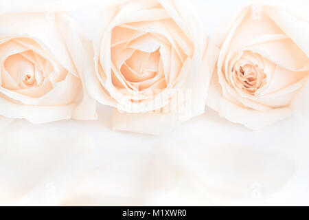 Weich ausgewachsenen zarte Rosen als neutraler Hintergrund. Selektive konzentrieren. Stockfoto