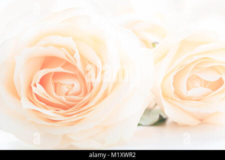 Weich ausgewachsenen zarte Rosen als neutraler Hintergrund. Selektive konzentrieren. Stockfoto