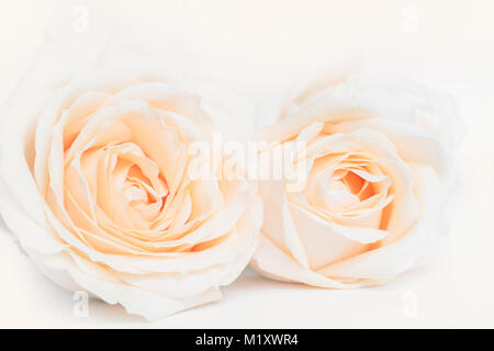 Weich ausgewachsenen zarte Rosen als neutraler Hintergrund. Selektive konzentrieren. Stockfoto