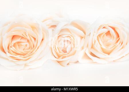 Weich ausgewachsenen beige Rosen als neutraler Hintergrund für die Hochzeit. Selektive konzentrieren. Stockfoto