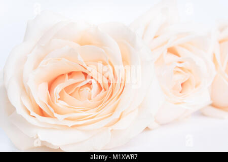 Weich ausgewachsenen zarte Rosen als neutraler Hintergrund. Selektive konzentrieren. Stockfoto