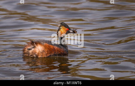 Eine schwarze necked Grebe gerade gefangen sein Essen Nahaufnahme Stockfoto