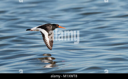 Eine Oyster catcher Fliegen über Grevelingenmeer in den Niederlanden Stockfoto