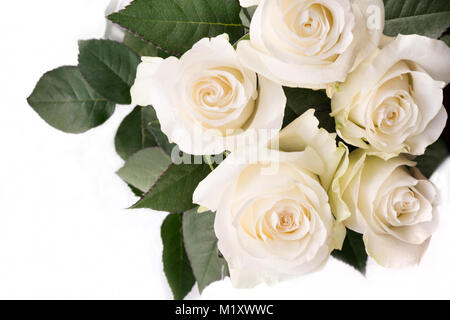 Weich ausgewachsenen zarten weißen Rosen auf einem weißen Hintergrund. Selektive konzentrieren. Stockfoto