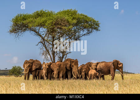 Eine Herde Elefanten ruht neben einer Akazie in der Taita Hills Wildlife Sanctuary in Kenia. Stockfoto