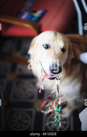 Golden Retriever Hund mit farbigen Streamer im Mund zu Hause feiern Karneval Stockfoto