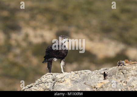 Bonelli's Adler - paarungszeit Stockfoto