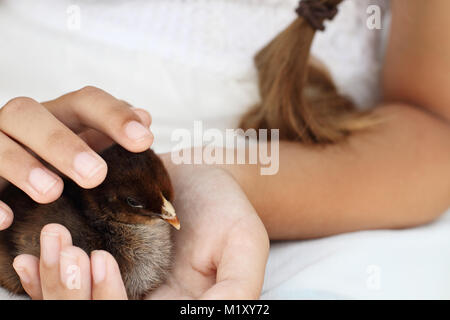 Kleines Mädchen hält ein Rebhuhn Cochin Küken, dass nur wenige Tage alt ist. Stockfoto