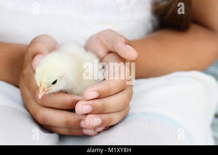 Kleines Mädchen hält einen weißen Brahma Küken, dass nur wenige Tage alt ist. Stockfoto