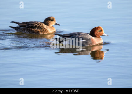 Eine gebänderte Pfeifente schwimmen auf der Feuchtgebiete Naturschutzgebiet bei Marshside, Southport, Merseyside, UK. Stockfoto