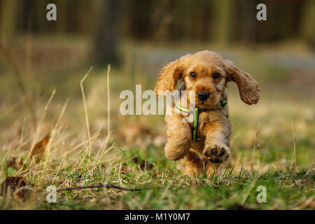 Ein cute puppy golden Cocker Spaniel ist Wandern und Spielen im Wald. Er ist glücklich zu sein. Stockfoto