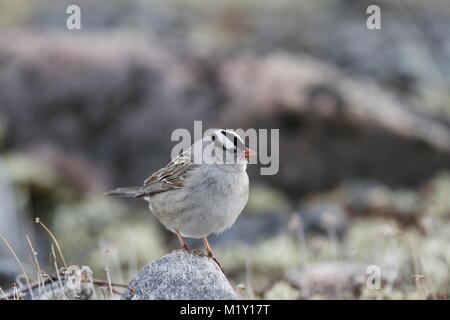 Nahaufnahme einer Weiß-gekrönte Spatz, Zonotrichia leucophrys, sitzt auf einem Felsen, in der Nähe von Arviat, Nunavut Kanada Stockfoto