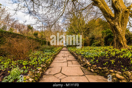Aconites, das in der ummauerten Wintergarten an Polesden Lacey, Surrey, Großbritannien Stockfoto