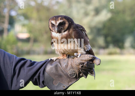 Malaysische Holz Eule sitzen auf die behandschuhte Hand seines Besitzers Stockfoto