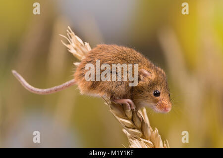 Micromys Minutus oder Harvest Maus im Weizenfeld Stockfoto