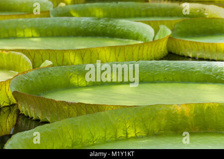 Detailansicht der riesigen schwimmenden Lilly pad Blätter der Victoria Regia im Regenwald Stockfoto