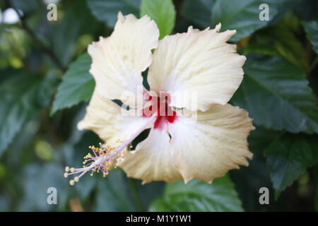 Hibiskus Rosa Stockfoto