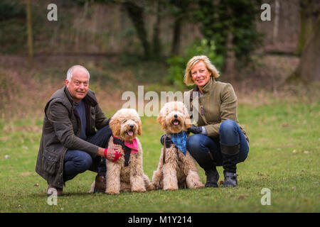 Ältere Paar mittleren Alters mit zwei goldendoodle Hunde im Park, unter Kontrolle Stockfoto