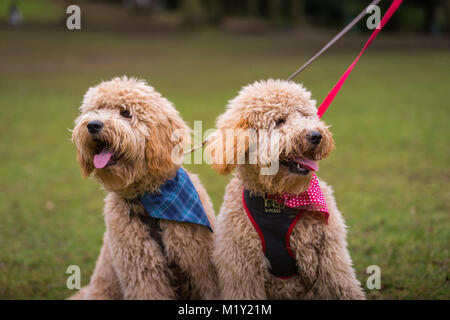 Zwei goldendoodle goldendoodles Hunde, tragende Bandanas, in einem öffentlichen Park GROSSBRITANNIEN Stockfoto