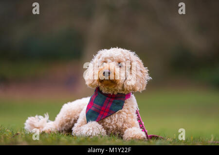 Kleine Welpen Terrier Hund, die auf dem Gras in einem Park Stockfoto