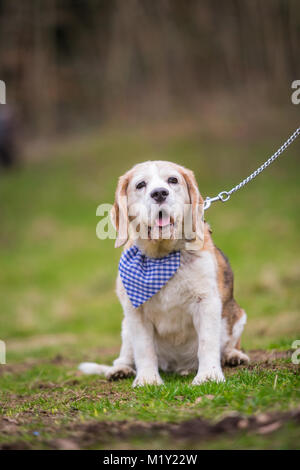 Nach beagle Hund sitzen auf dem Rasen im Park an der Leine UK Stockfoto