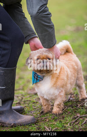 Pug-shih-tzu Kreuz Welpen draußen im Park mit Eigentümer Stockfoto