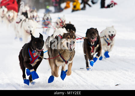 Führen Hunde der Musher #9 Blake Matray verlassen Willow Lake nach dem Neustart des Iditarod Trail Sled Dog Race in Willow, Alaska. Stockfoto