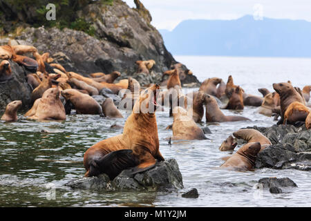 Steller Seelöwen ruht in einem rookery auf Segeln Insel in Frederick Sound in der Inside Passage im Südosten Alaskas. Stockfoto