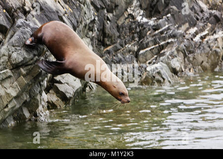 Ein Steller Sea Lion Tauchgänge in das Wasser von Frederick Sound von einer Klippe auf der Insel Segeln in der Inside Passage im Südosten Alaskas. Stockfoto