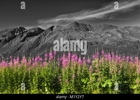 Nahaufnahme des Common Fireweed mit Hurdygurdy Berg im Hintergrund in der Chugach State Park in der Nähe von Eagle River in Alaska. Stockfoto