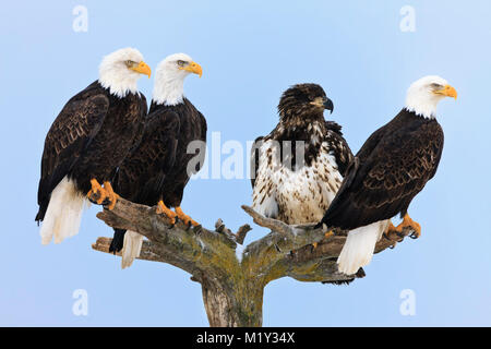 Vier Weißkopfseeadler auf Baum warten auf Fütterung am Ufer des Kachemak Bucht, Homer Spit, in Homer, Alaska thront. Stockfoto