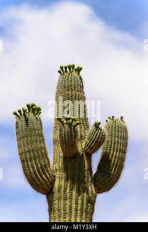 Diese angehende Saguaro Kaktus ist auffallend abainst Die weichen Wolken und blauer Himmel. Stockfoto