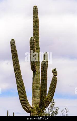 Diese lange bewaffnete Suguaro Kaktus steht gegen das weiche Arizona sky. Stockfoto