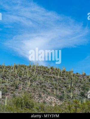 Saguaro Kaktus die Hügel, wie Sie laufen bis hin zu den Wolken. Stockfoto