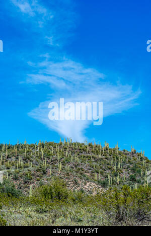 Saguaro Kaktus die Hügel, wie Sie laufen bis hin zu den Wolken. Stockfoto